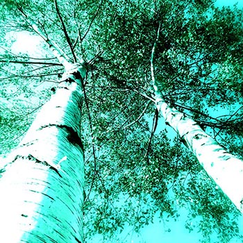 bomen van onderaf gefotografeerd